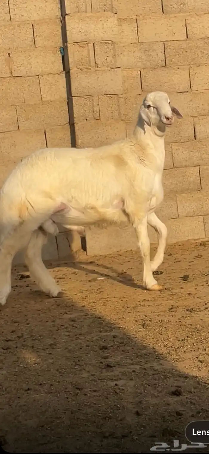مشروع فحل حري طيب 0