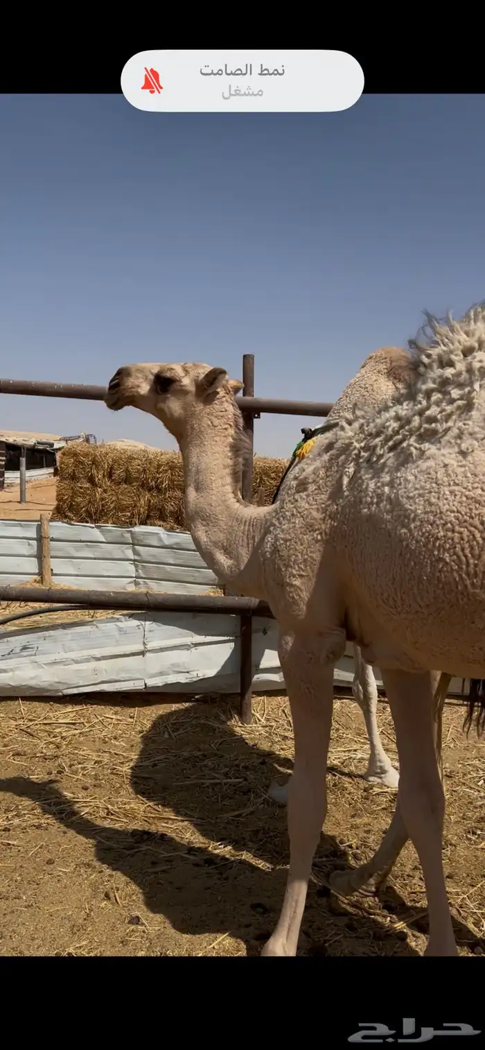 للبيع عشرا طيبه 1