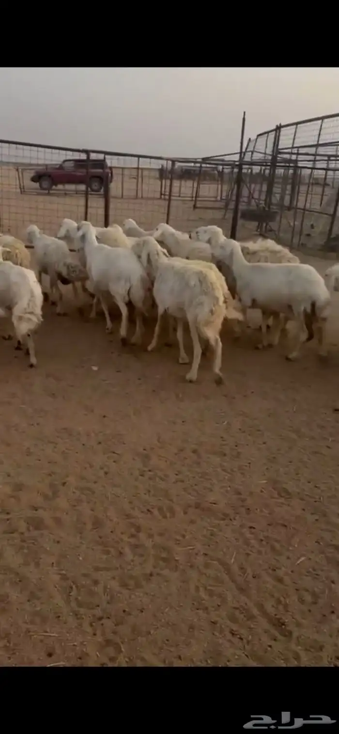 للبيع غنم حريات حرش صنف فواخر 4
