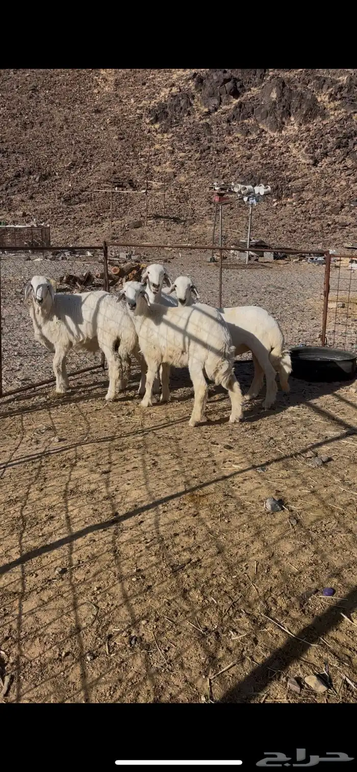 طليان 1