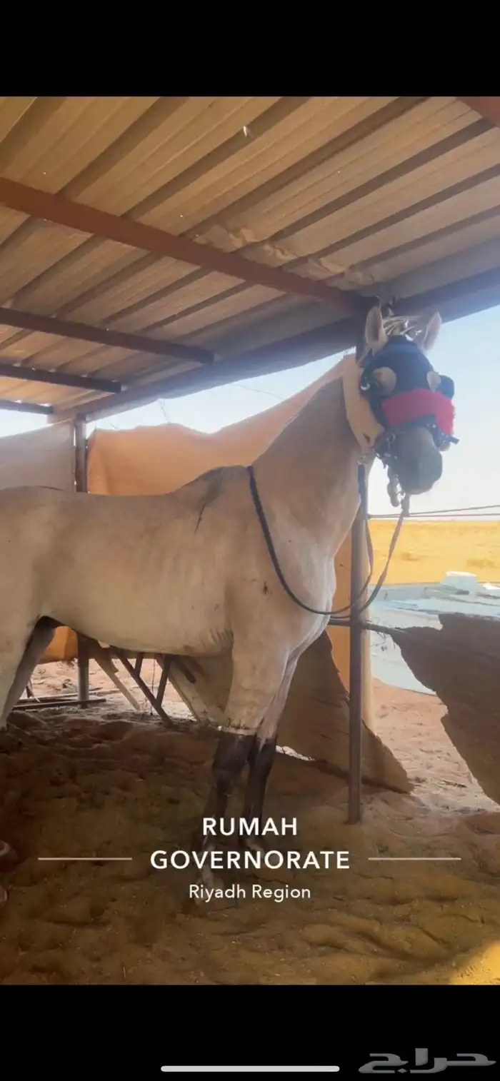 اعرضلكم حصان فرنسي حق سبق الحصان.اورق جهز لقرب شواط الحصان 3