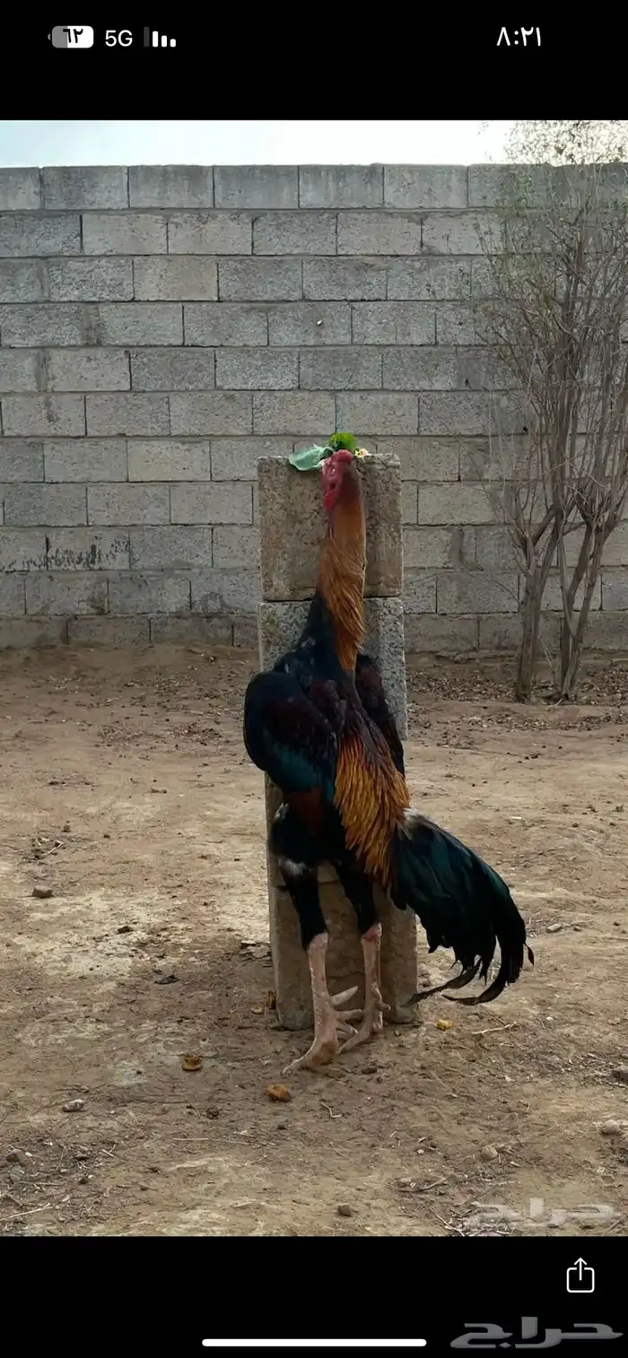 ديك شامو 1