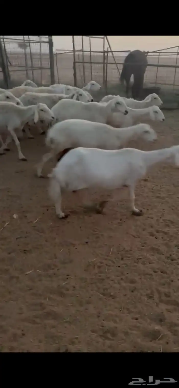 للبيع غنم حريات حرش صنف فواخر 5