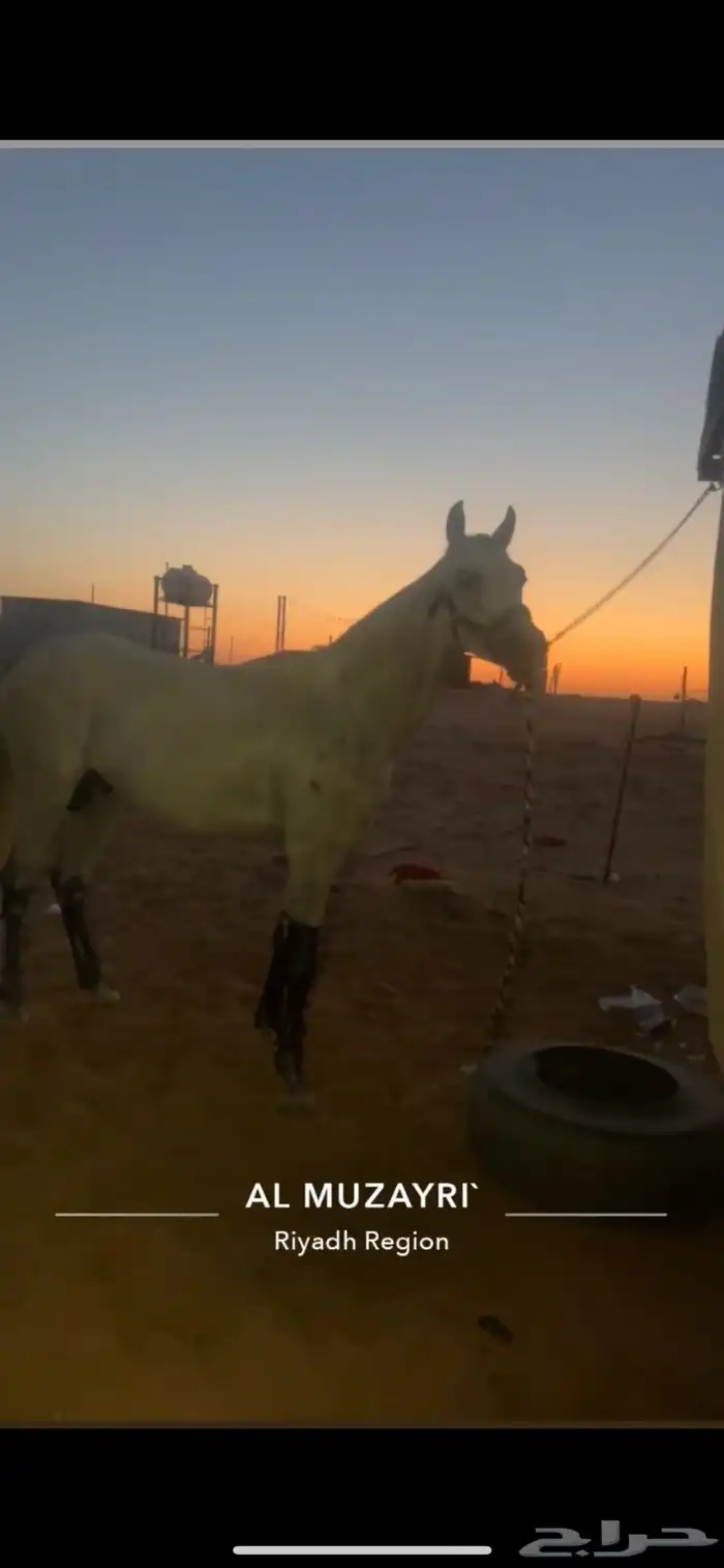 اعرضلكم حصان فرنسي حق سبق الحصان.اورق جهز لقرب شواط الحصان 2