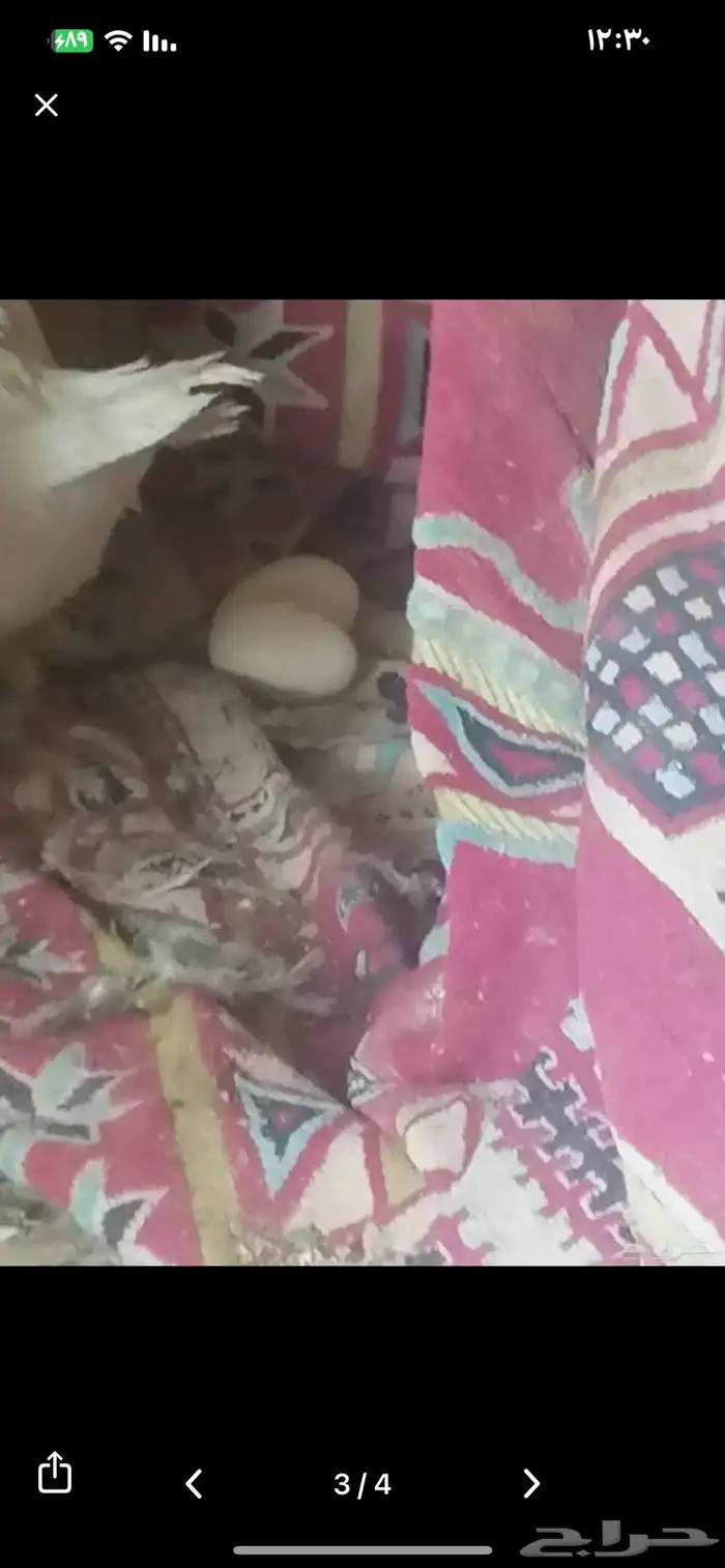 دجاج بيض نظيف تربة بيت على 35 1