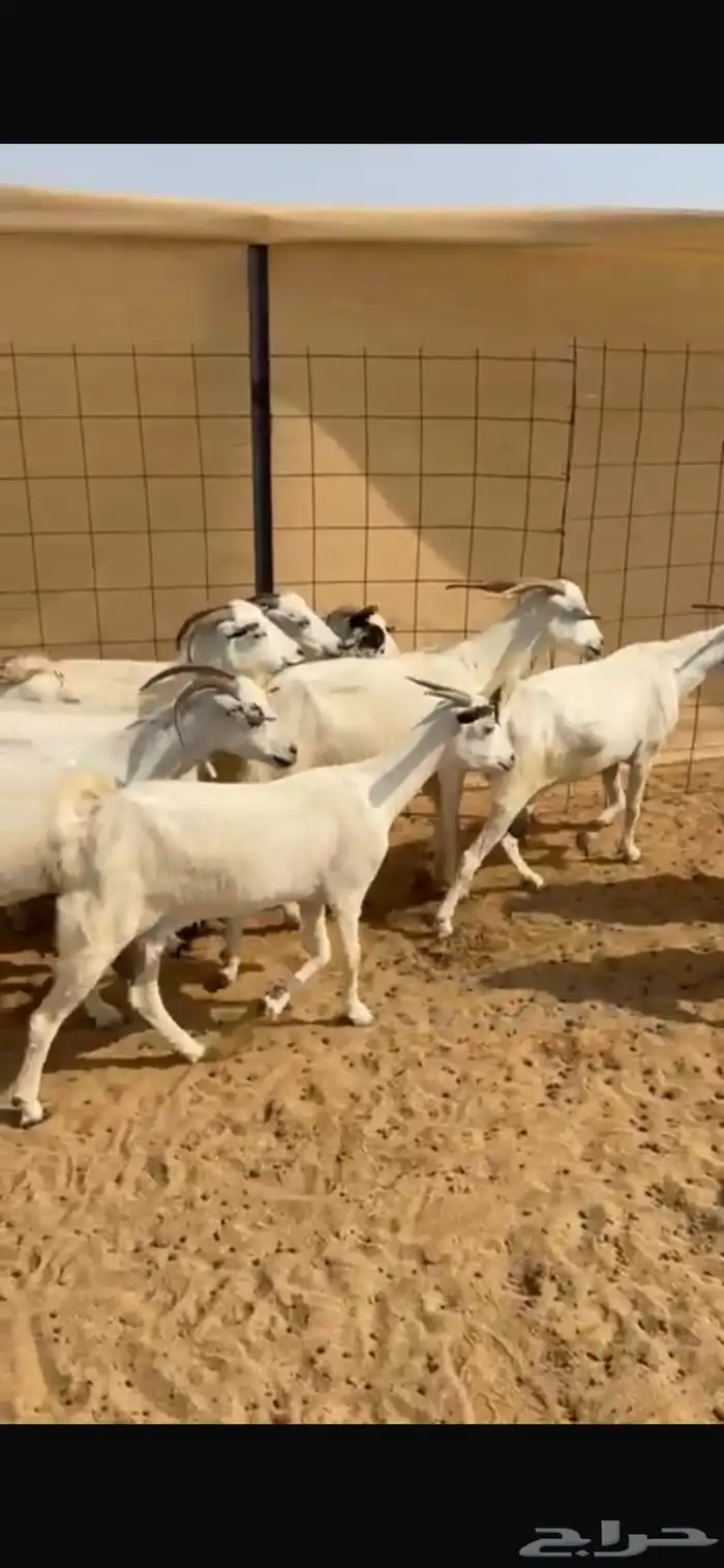 معزا للبيع 3