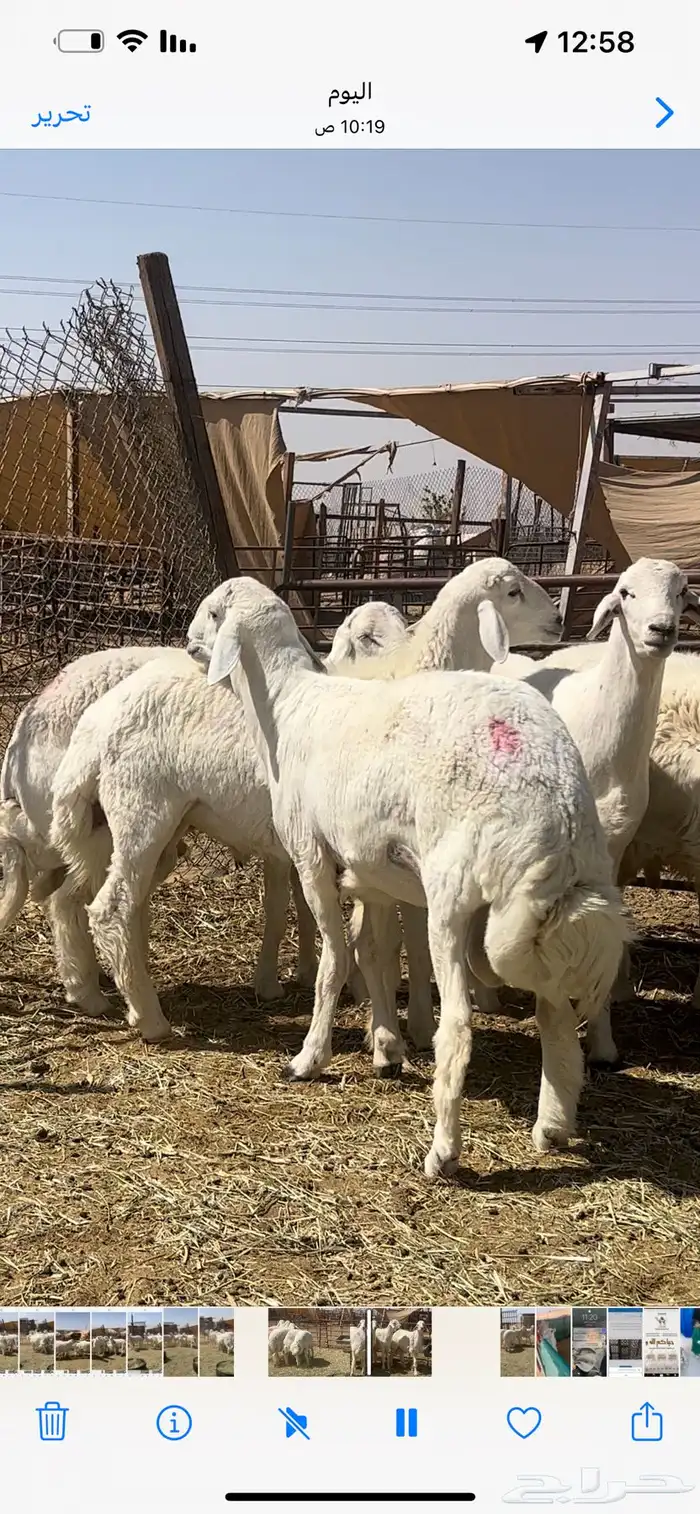 فحول ومشاريع حريات صنف 0