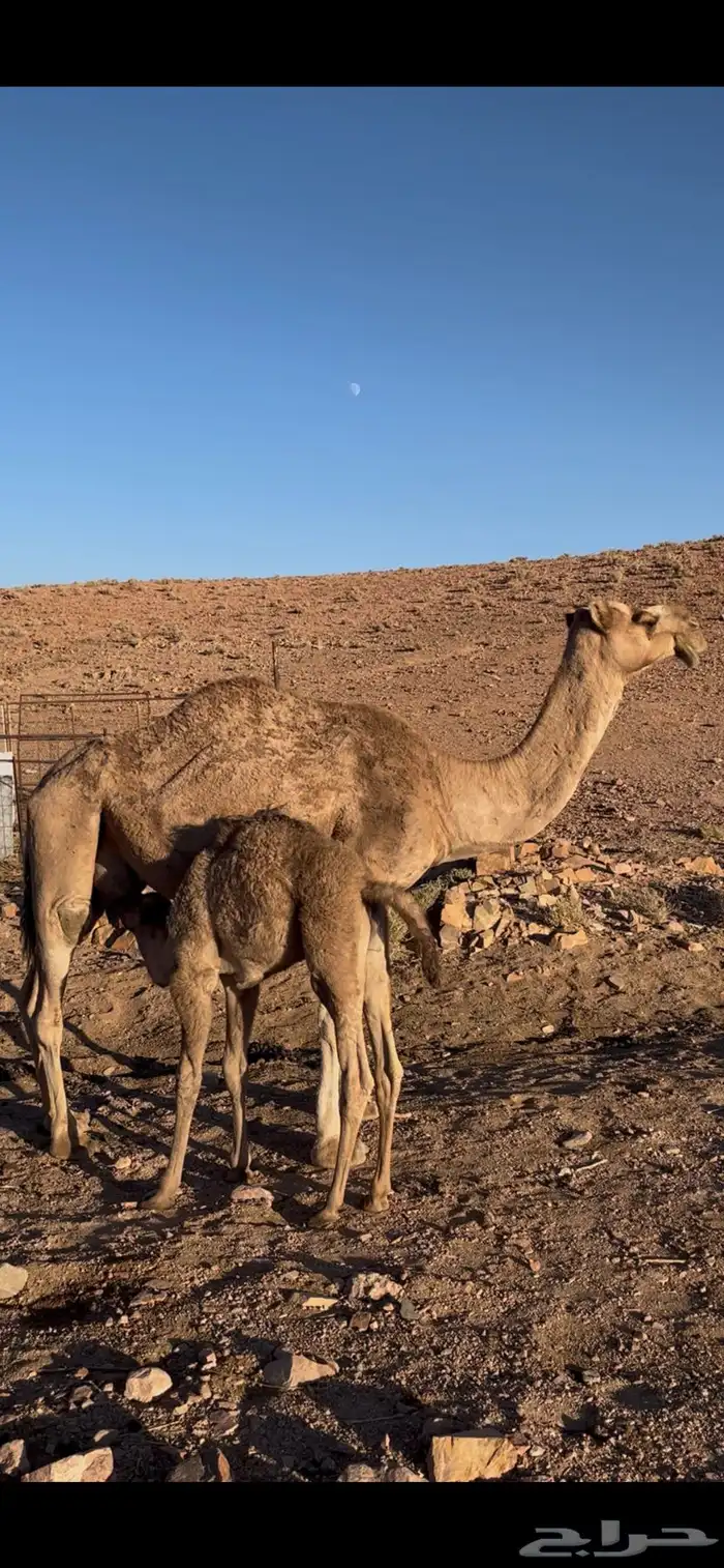 ناقه خواره حليبها وافر و طبع وهداوه ماشاءالله 0