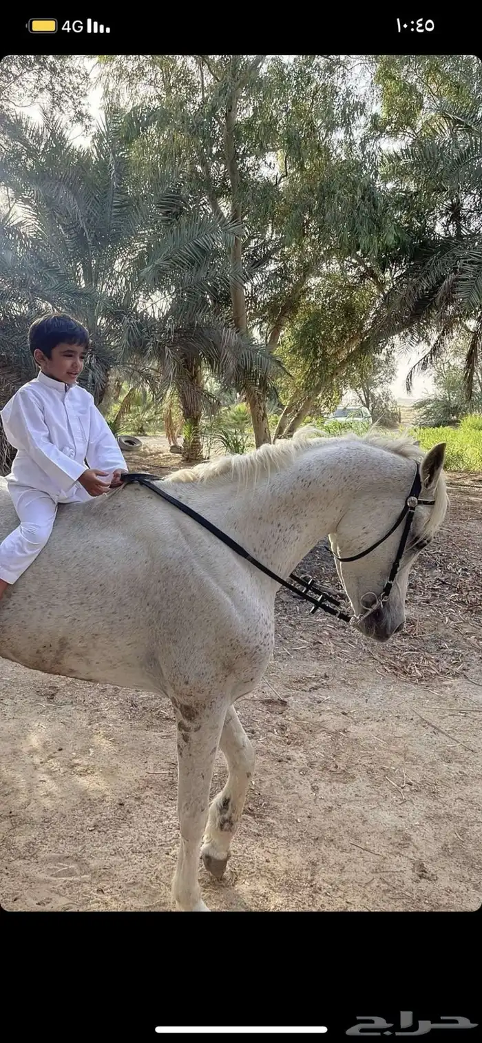 حصان شعبي 3