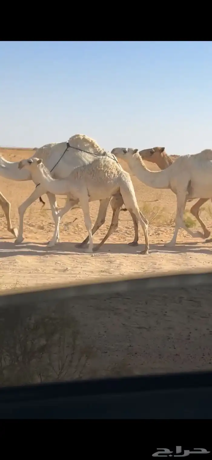 قعود للبيع 2