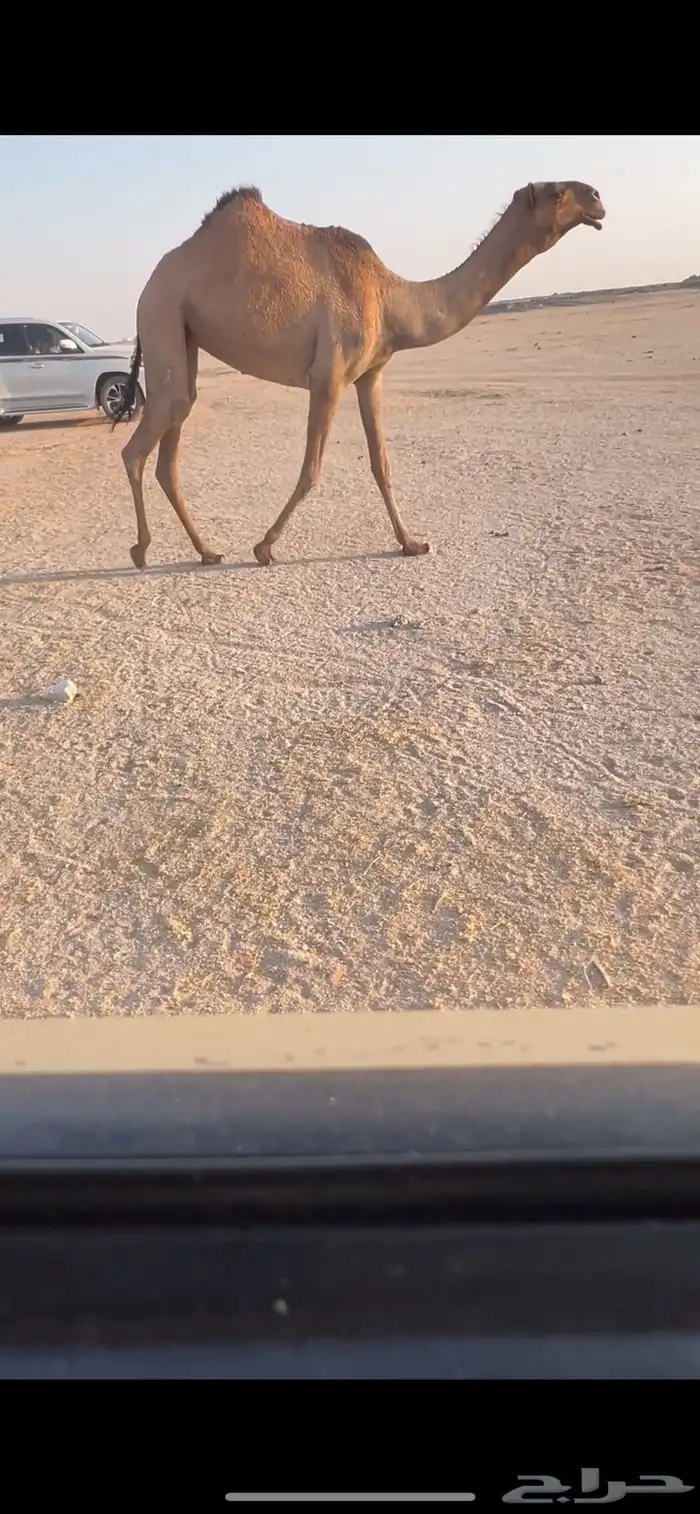 للبيع البكره الصفرا الكفو 0
