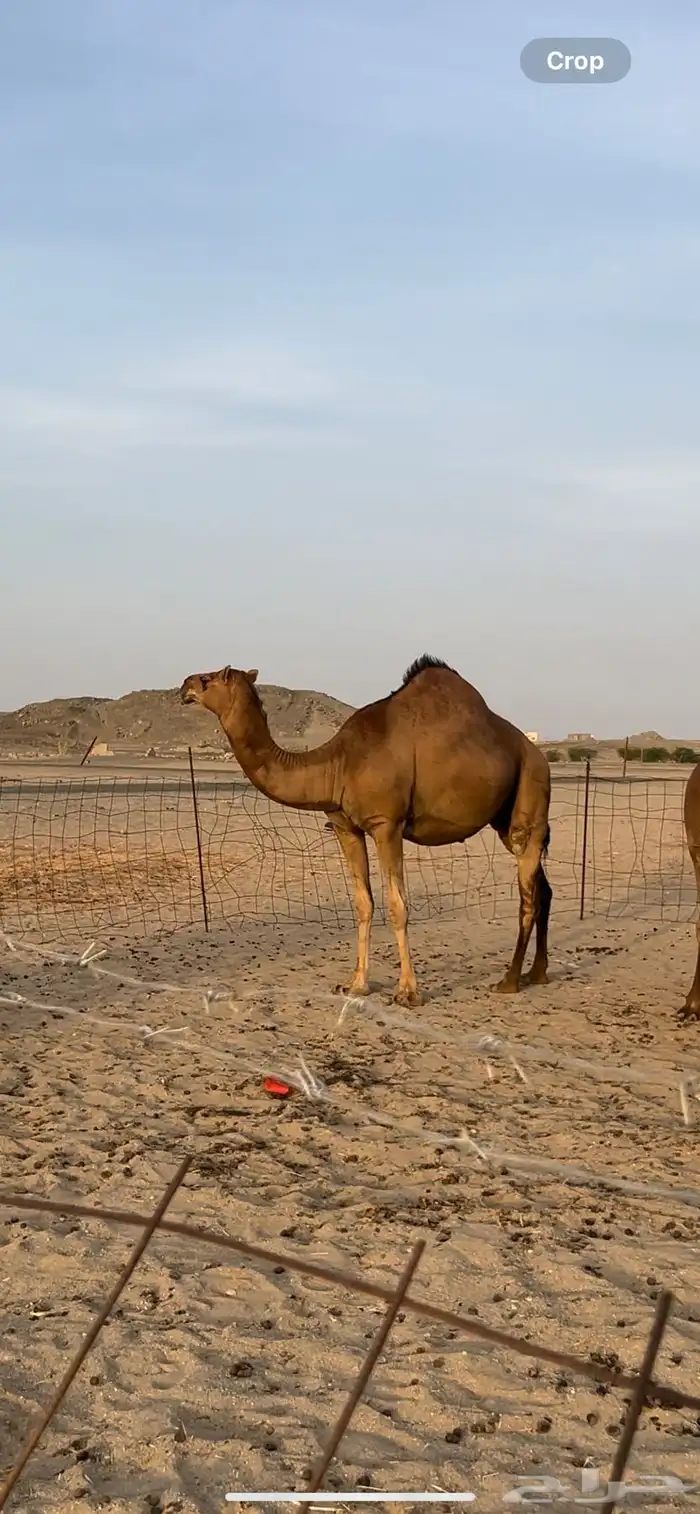 بكره فاخره ملاقي حمراء ساحليه 3