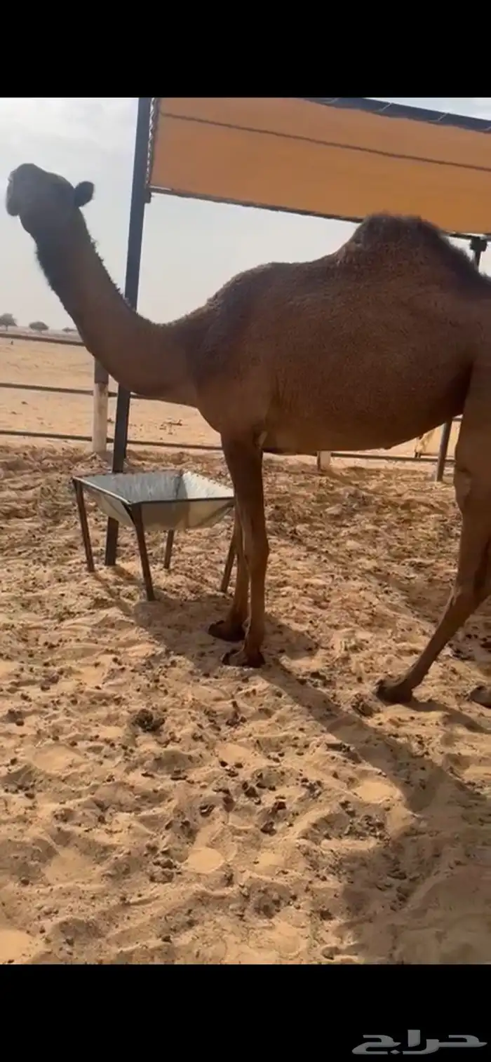 بكره صفرا كفوو 0
