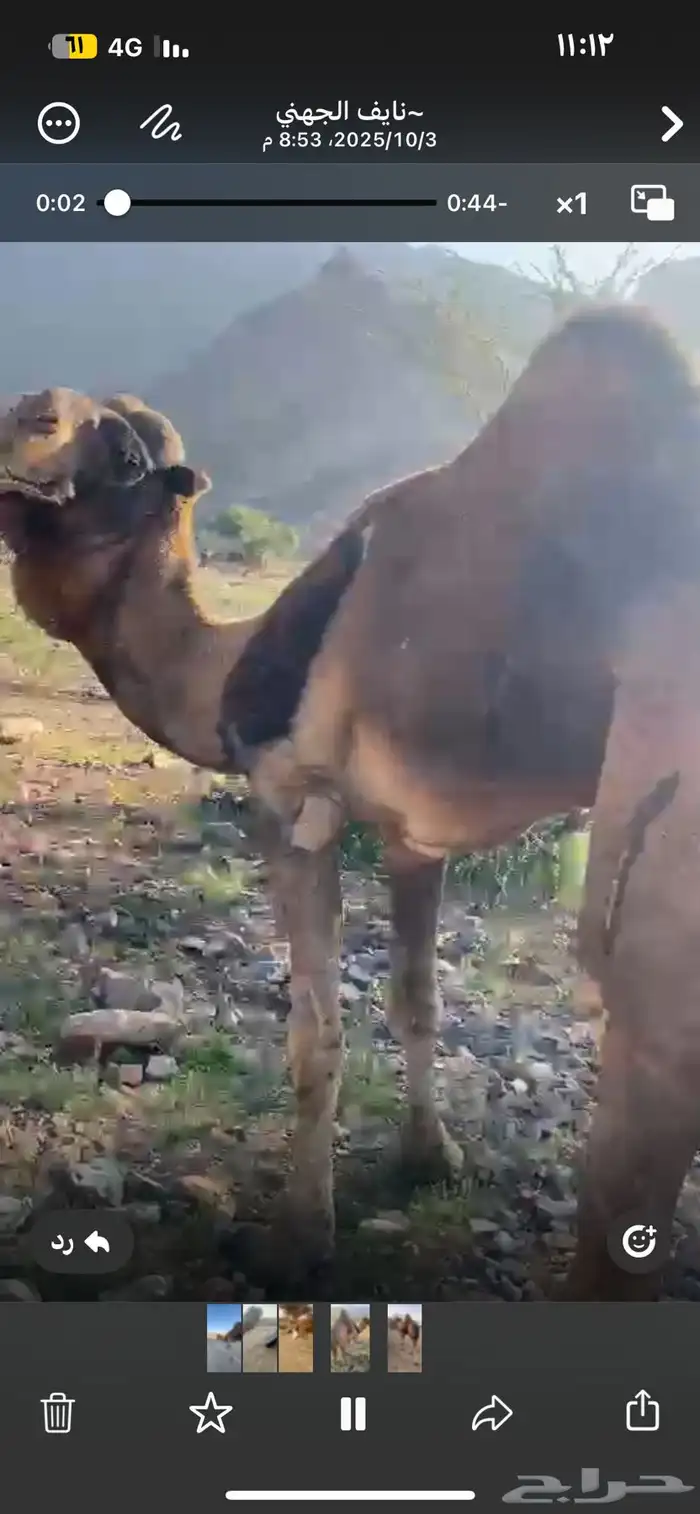 للبيع جمل احمر طيب مشروط من هد الشبوك مشروط من اكل الحشو 1