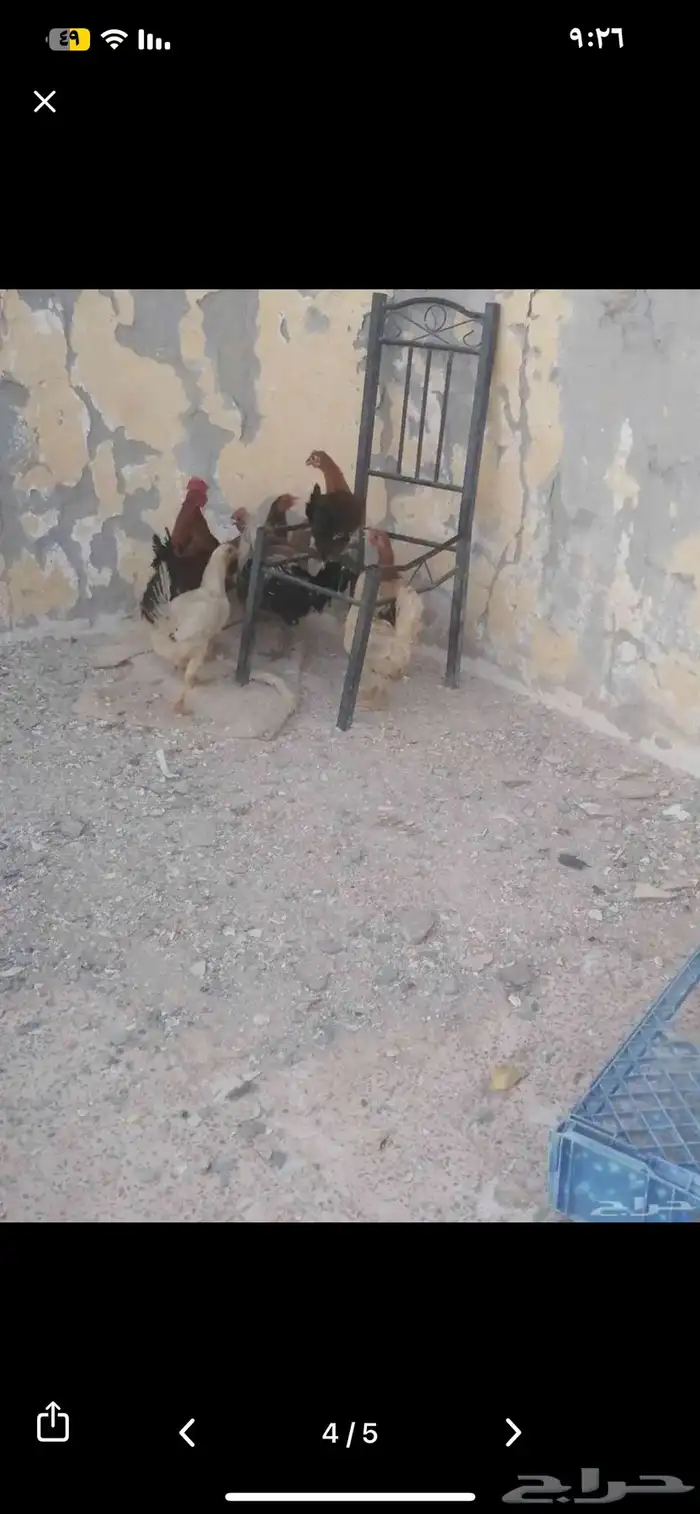 دجاج بيض نظيف تربة بيت على 35 2