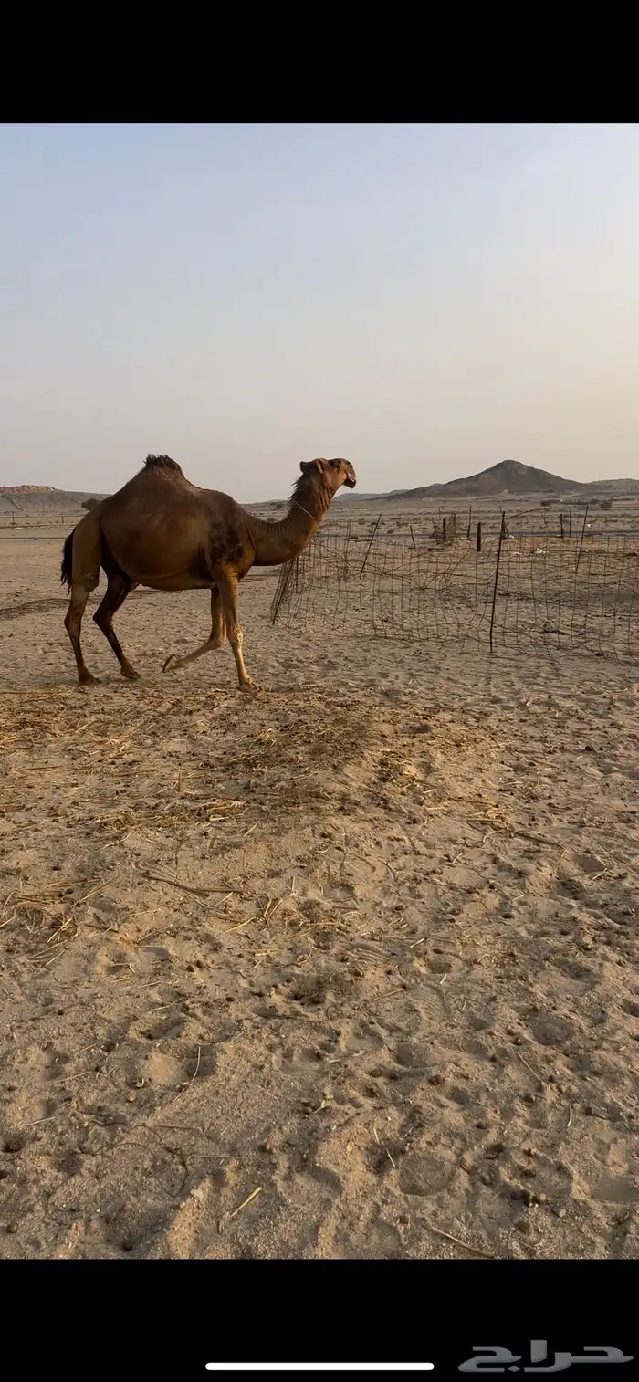 ناقه فاخره ملاقي 3