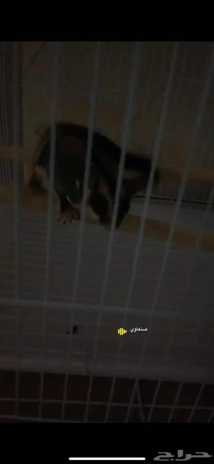 شوقر قلايدر 0