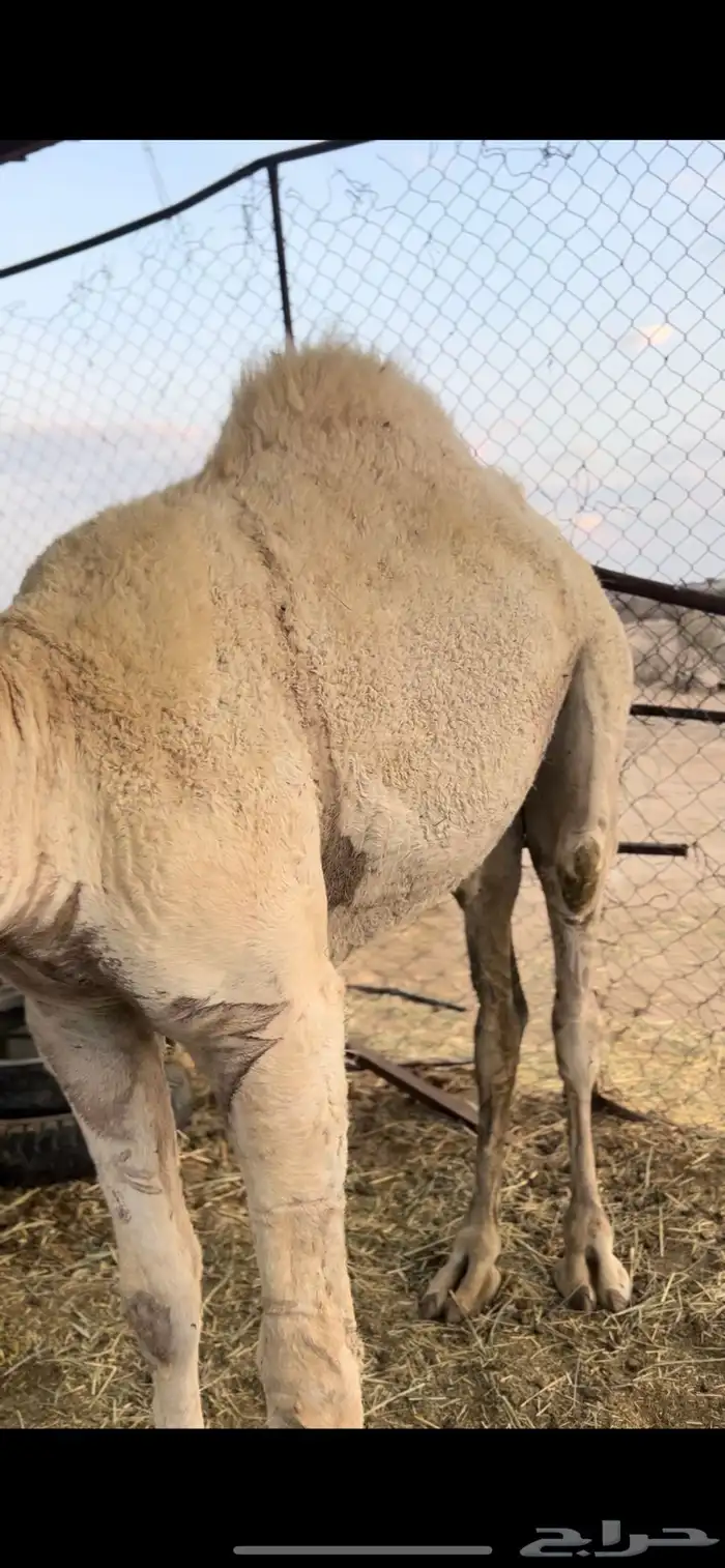 للبيع قعدان كفو مبادي و مناسبات 2