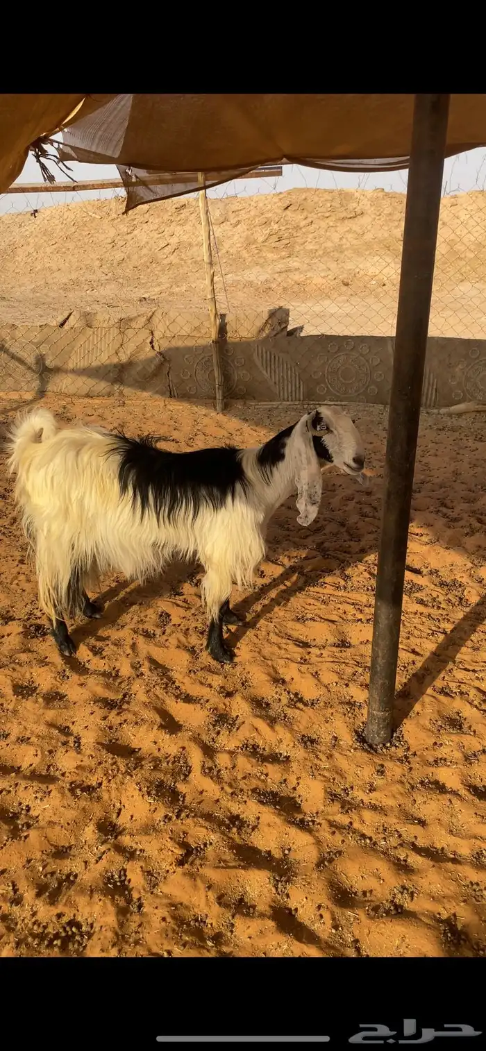 معزاء دفيع 1