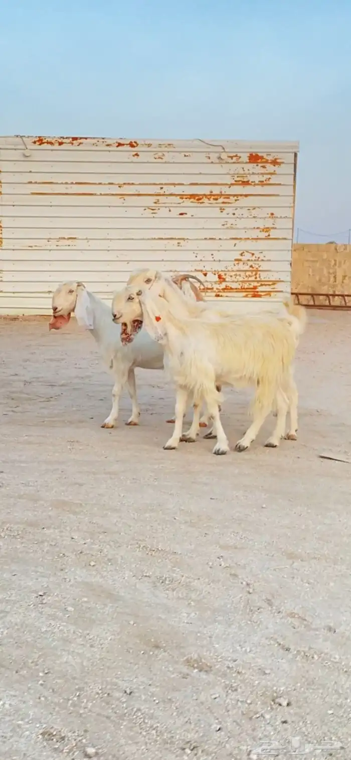 معزا قبرصيات اصل جم جرومه طيبه 3