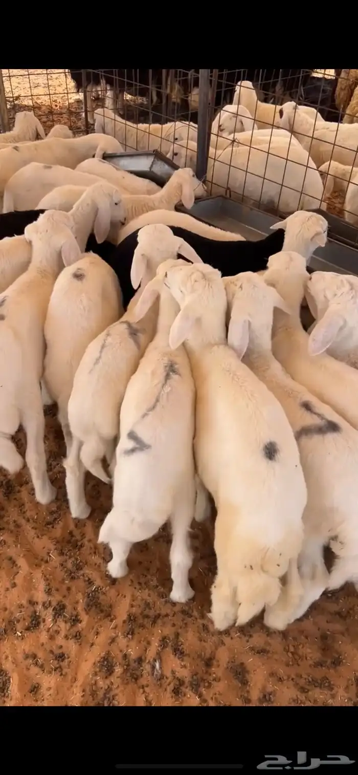 بهم حري العدد 23 اعمارها 3 شهور(بيعت) 1