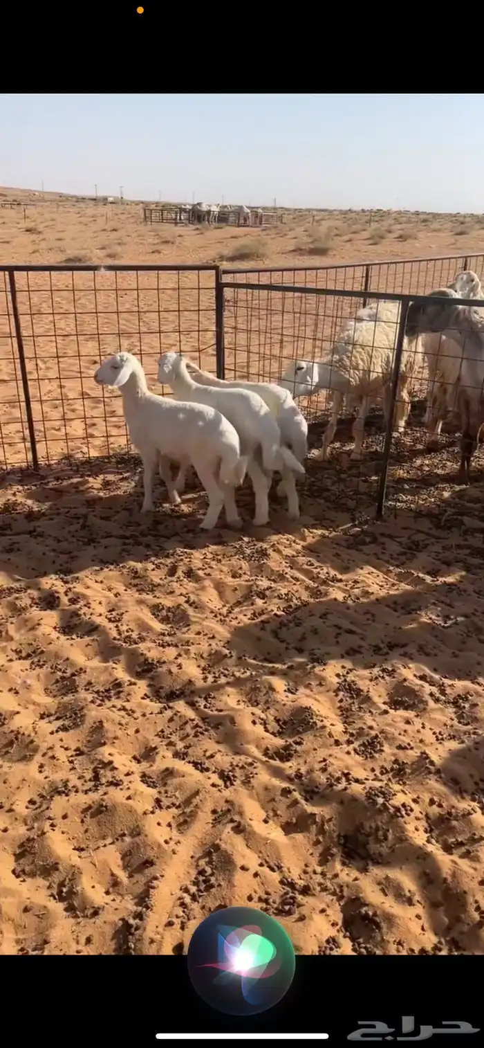 هرافا حري خرفان 0