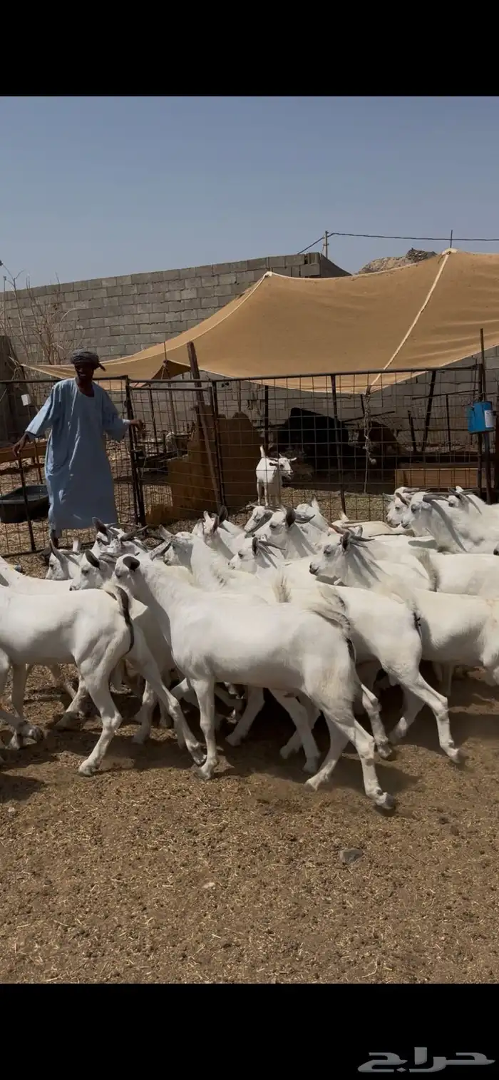 تيوس يمنيه فواخر 1
