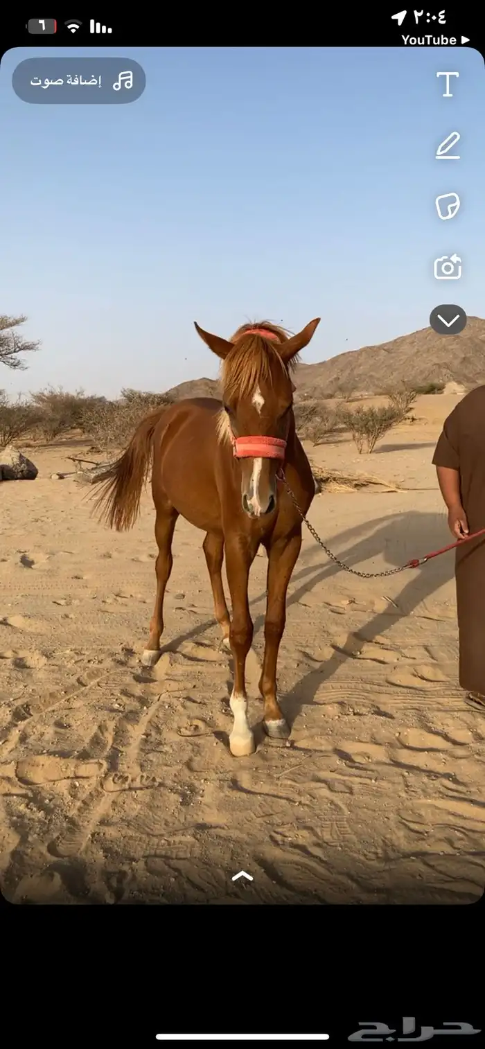 مهر للبيع 6