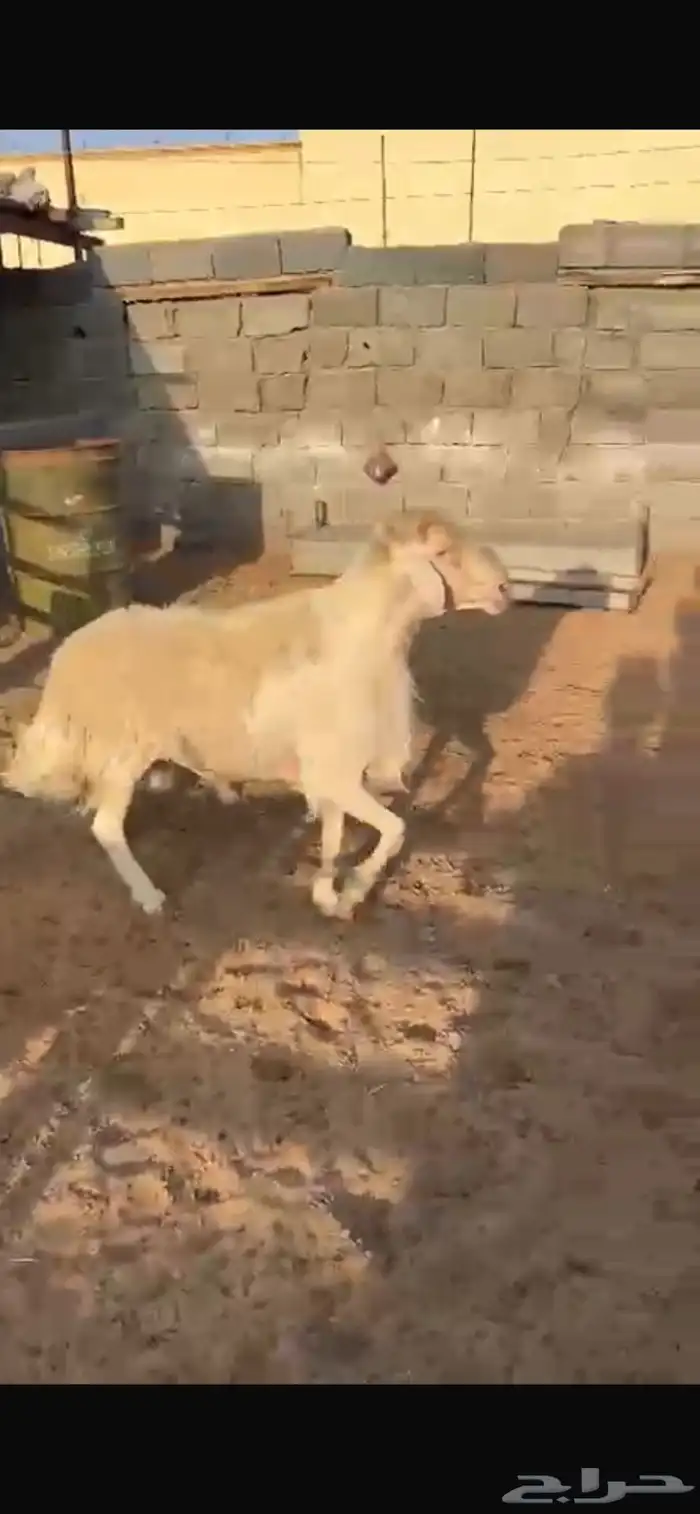 خروف ابرص اصفر 6