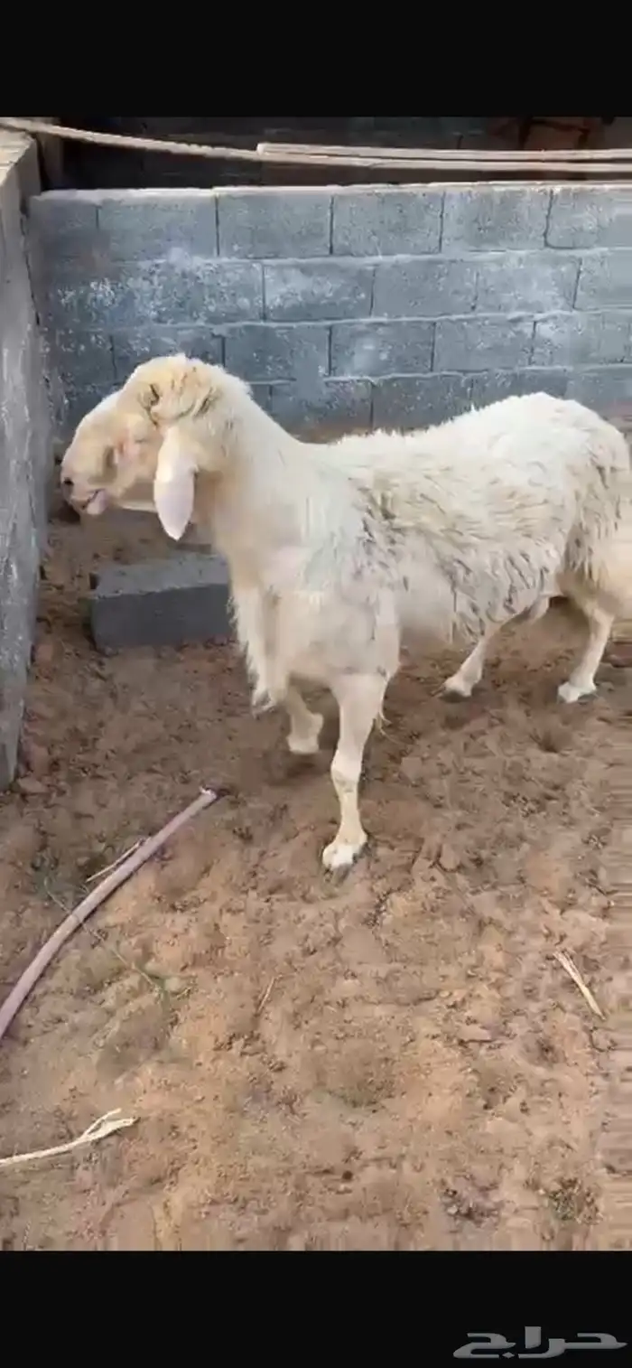 خروف ابرص اصفر 1