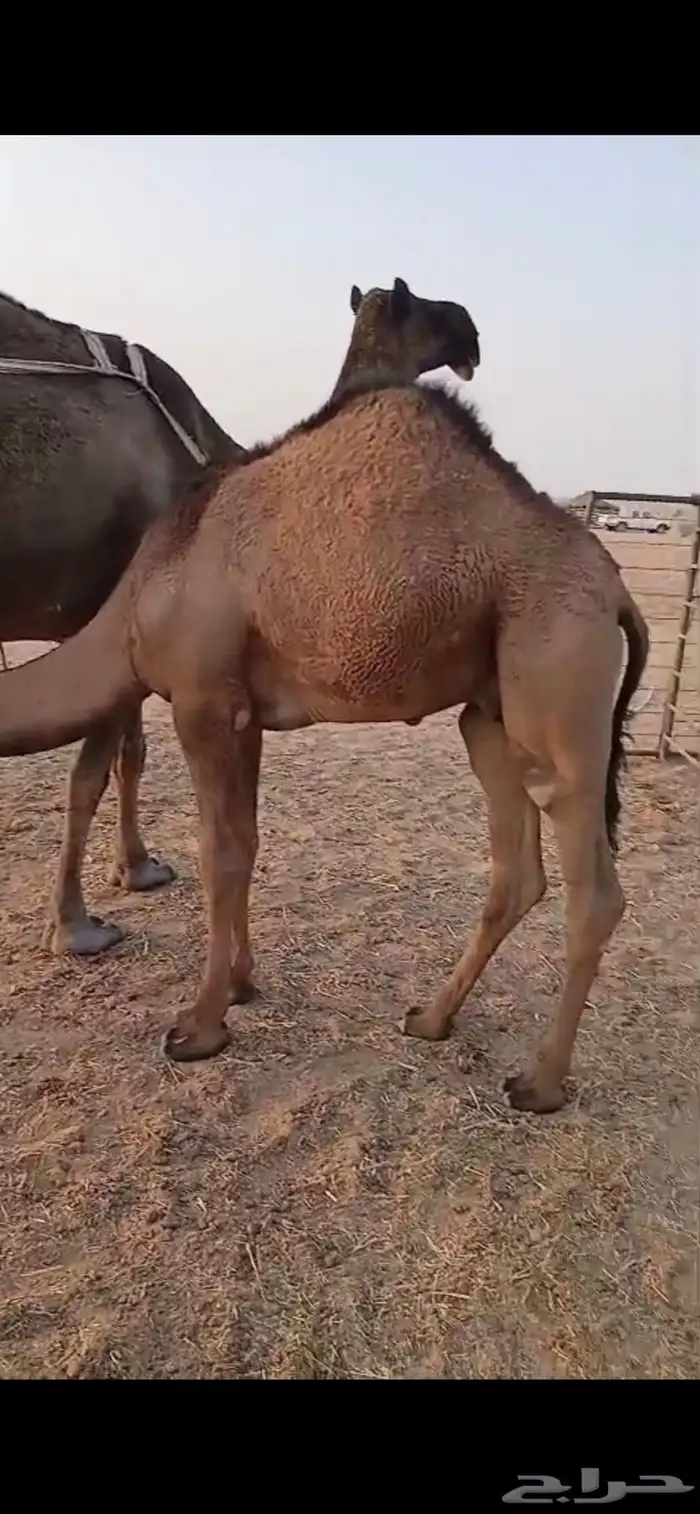 حاشي على حليب امه 8 شهور 1