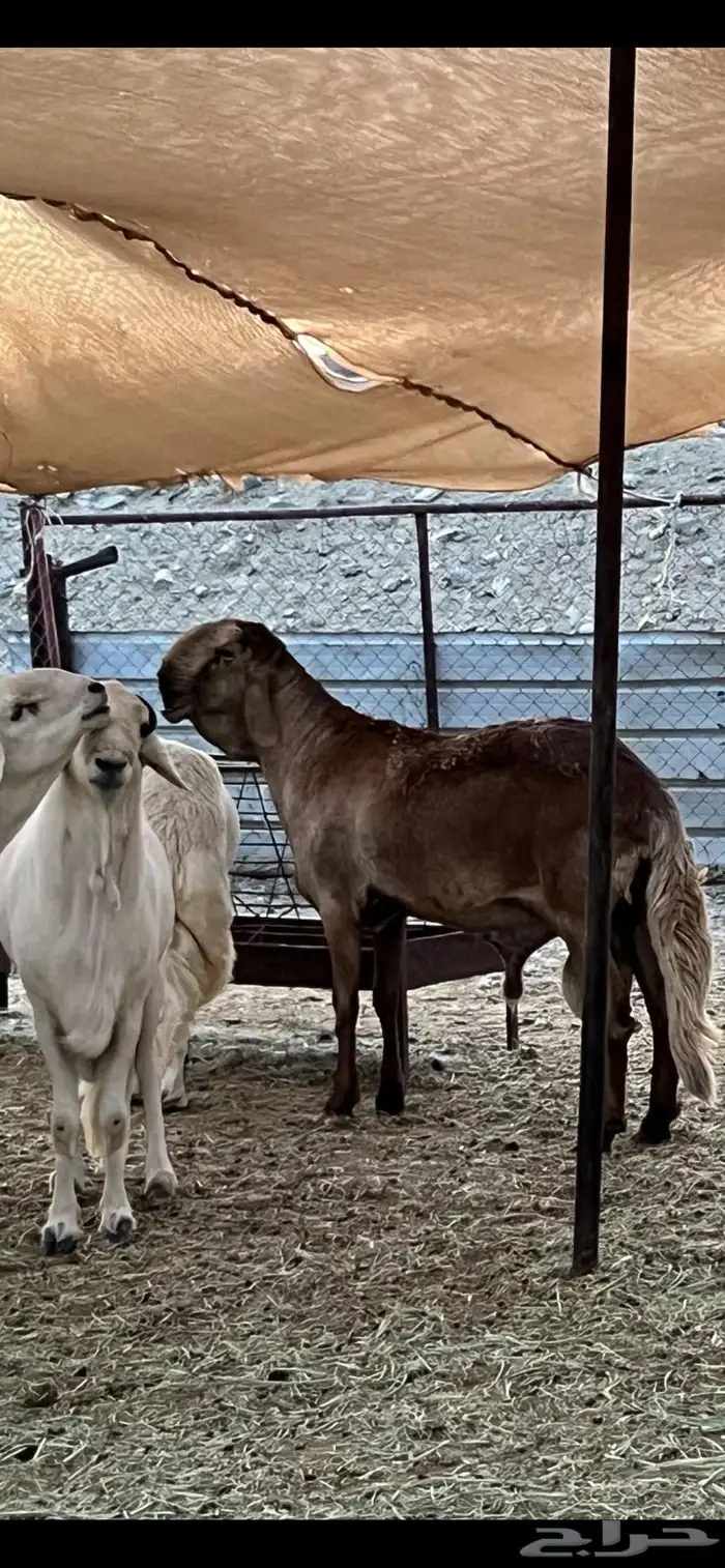 غنم سواكن درمانيات اصائل 8
