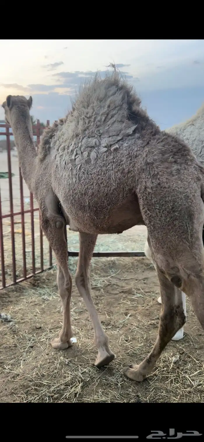 للبيع قعدان كفو مبادي و مناسبات 4