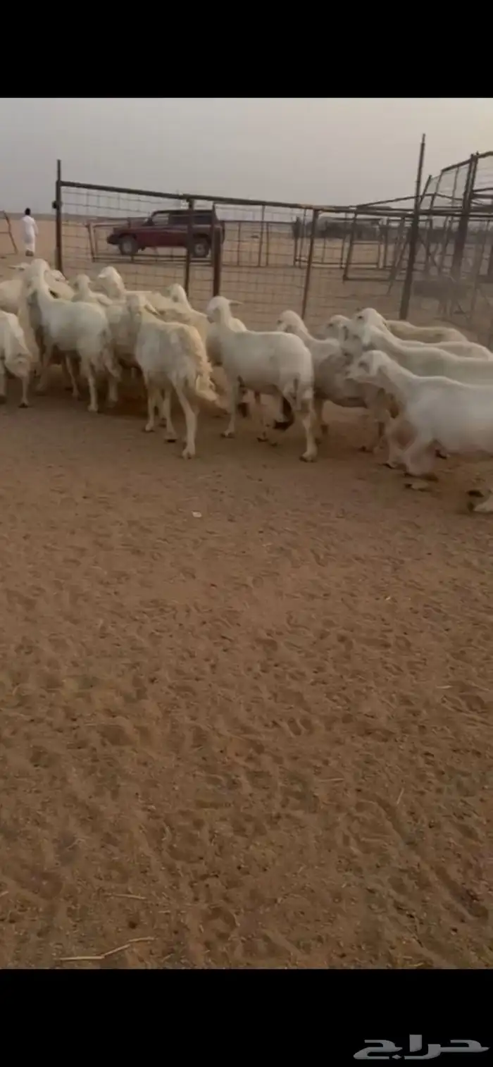 للبيع غنم حريات حرش صنف فواخر 0