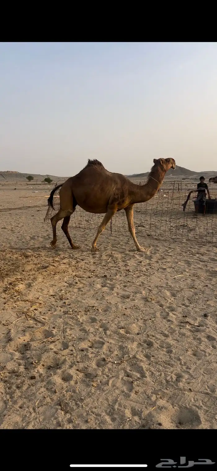 ناقه فاخره ملاقي 2