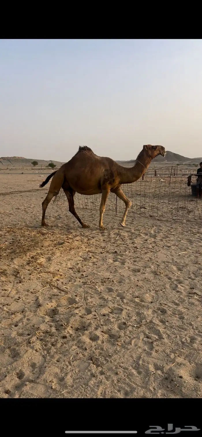 ناقه فاخره ملاقي 0