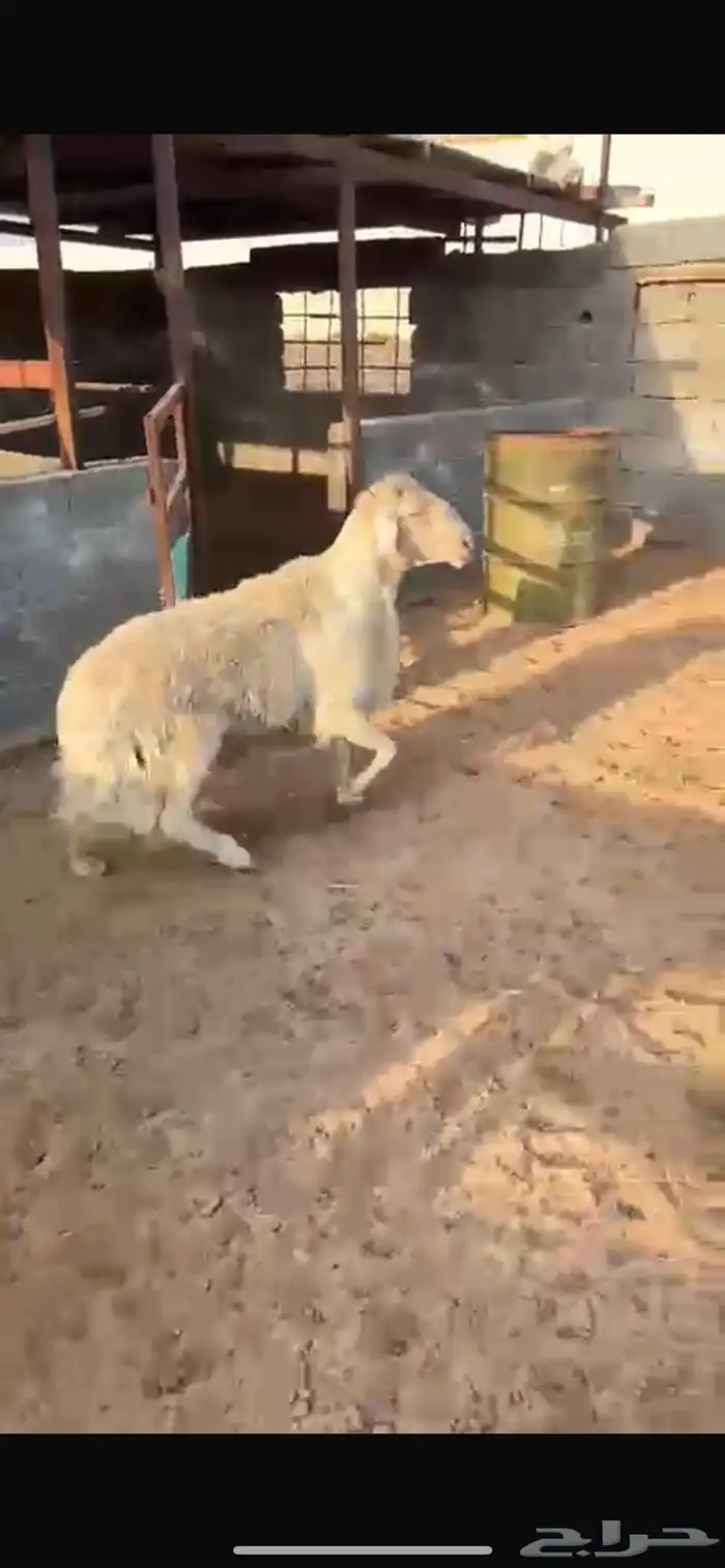 خروف ابرص اصفر 7
