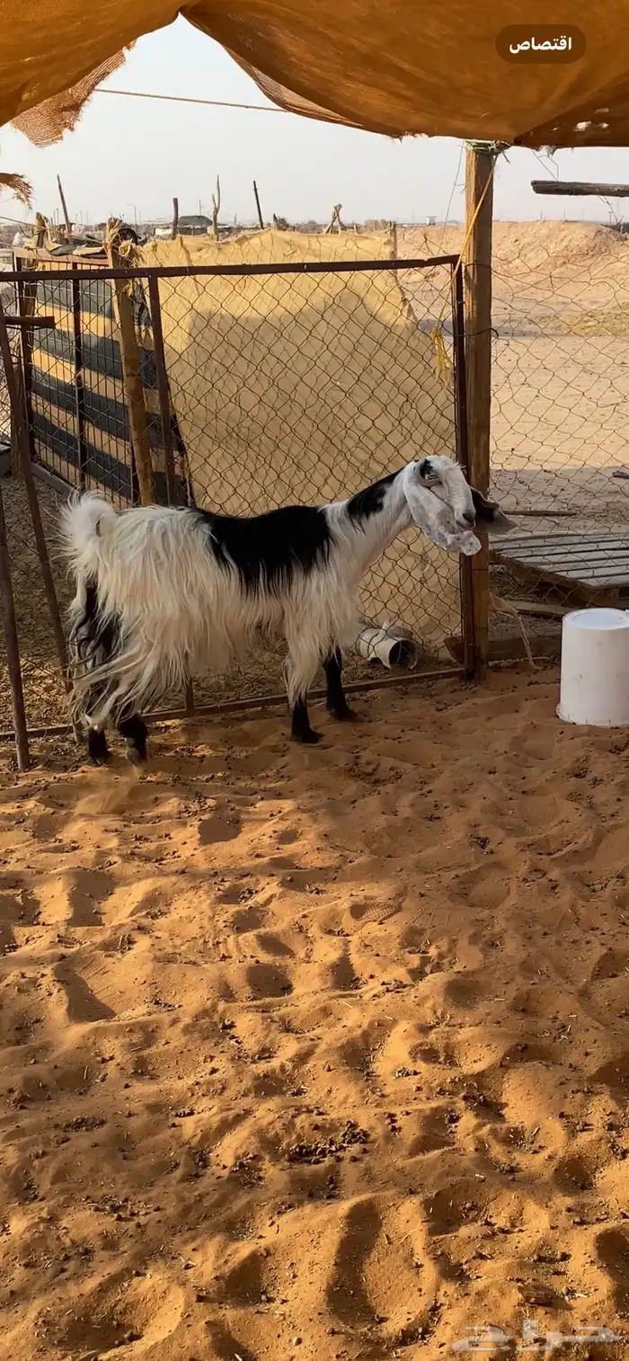 معزاء دفيع 0