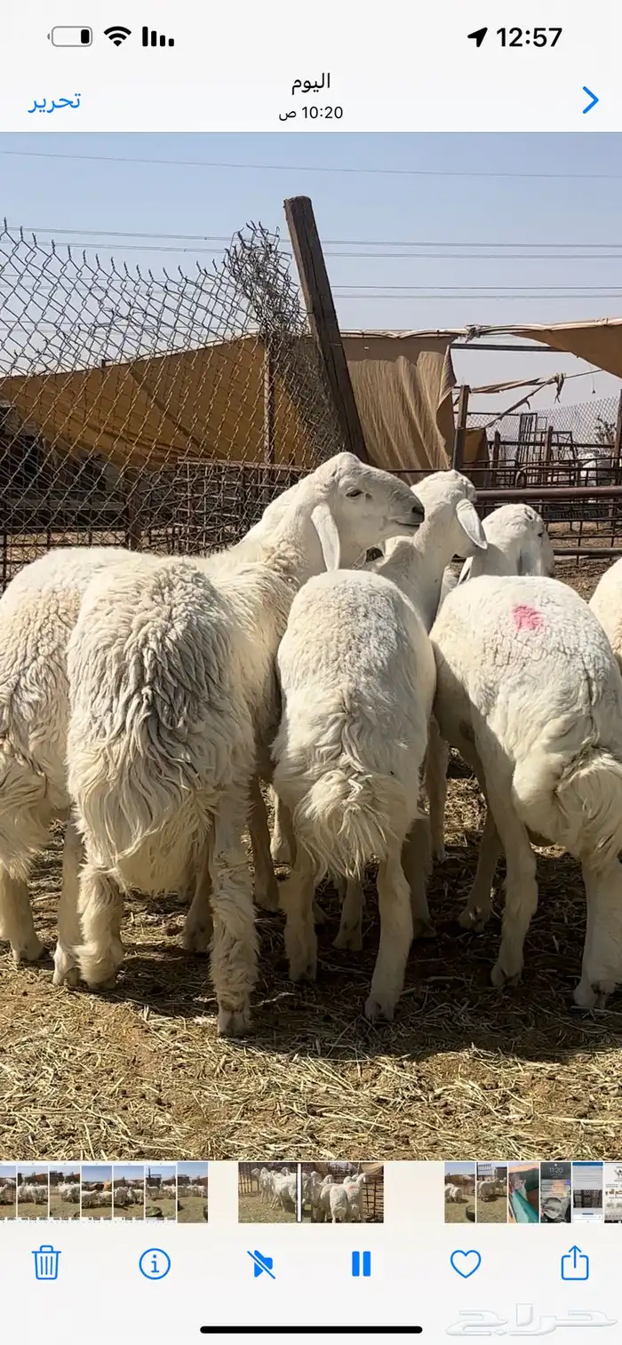 فحول ومشاريع حريات صنف 2