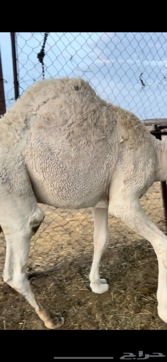 للبيع قعدان كفو مبادي و مناسبات 0