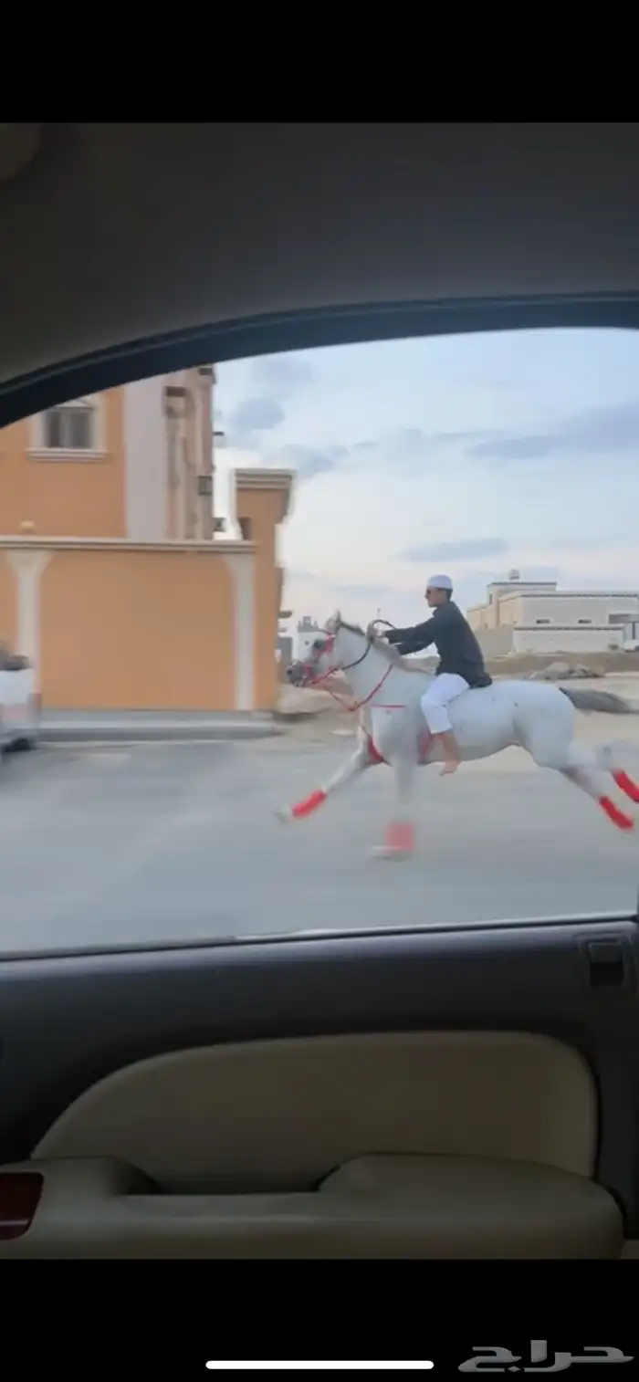 حصان شعبي 1