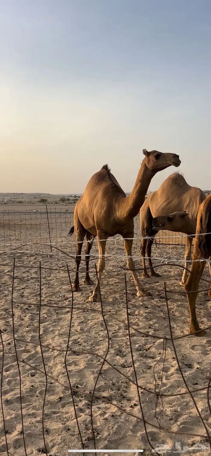 بكره فاخره ملاقي حمراء ساحليه 4