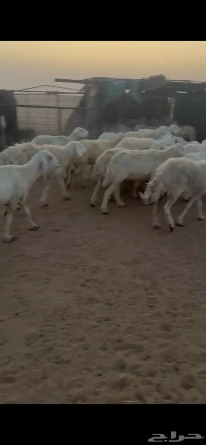 للبيع غنم حريات حرش صنف فواخر 7