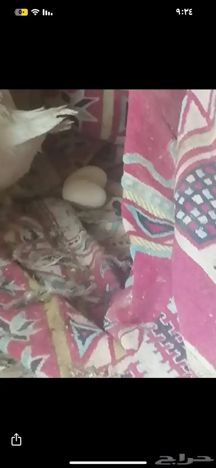 دجاج بيض نظيف تربة بيت على 35 5