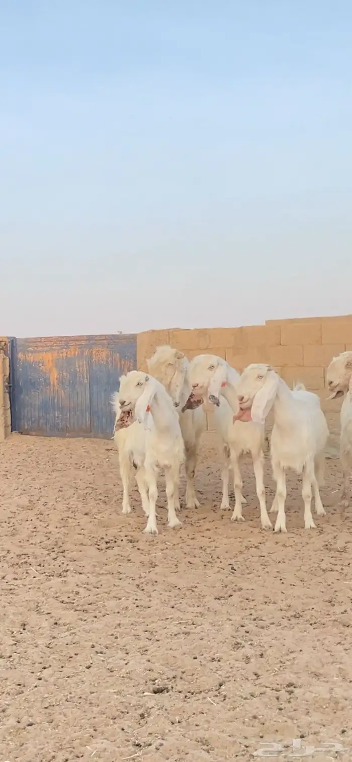 معزا قبرصيات اصل جم جرومه طيبه 0