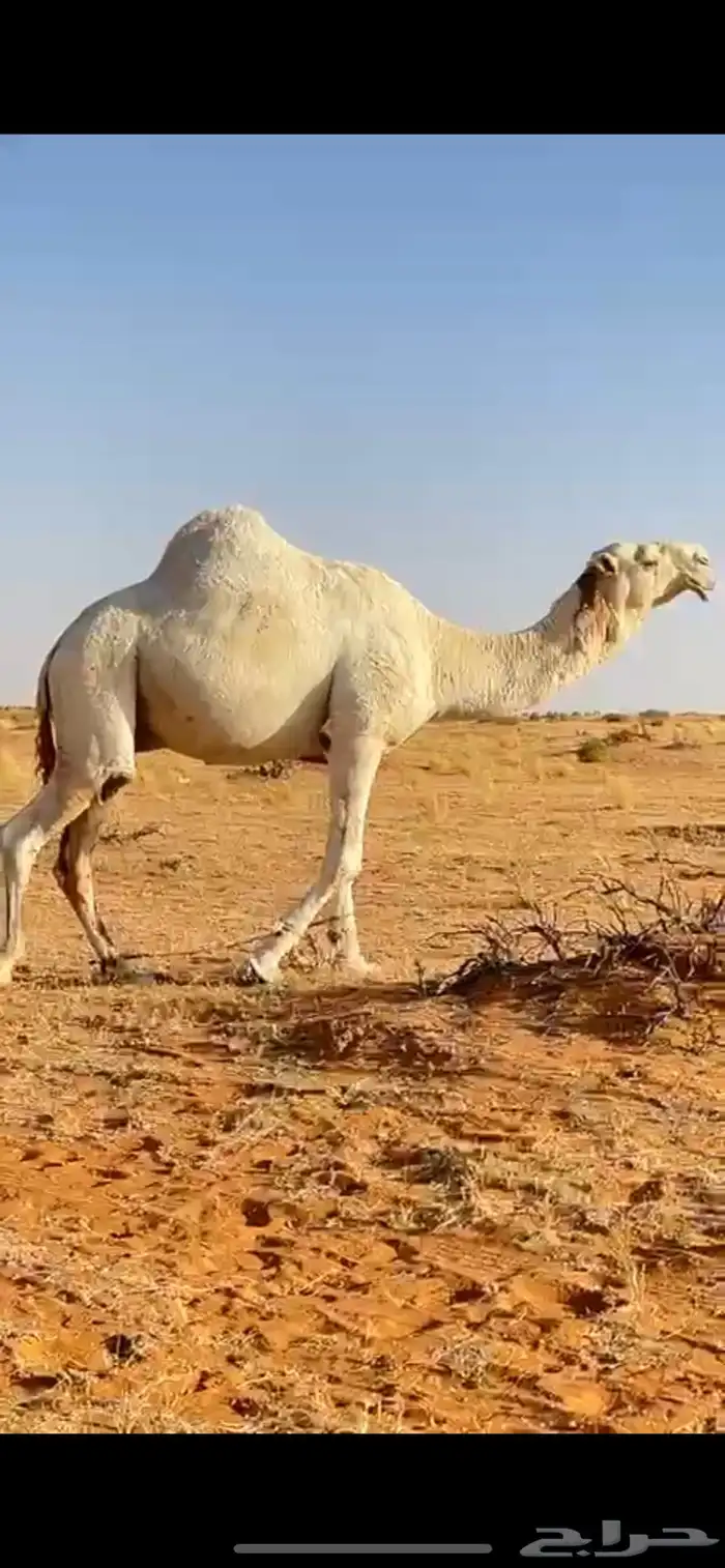بعير باتلي اوضح 0
