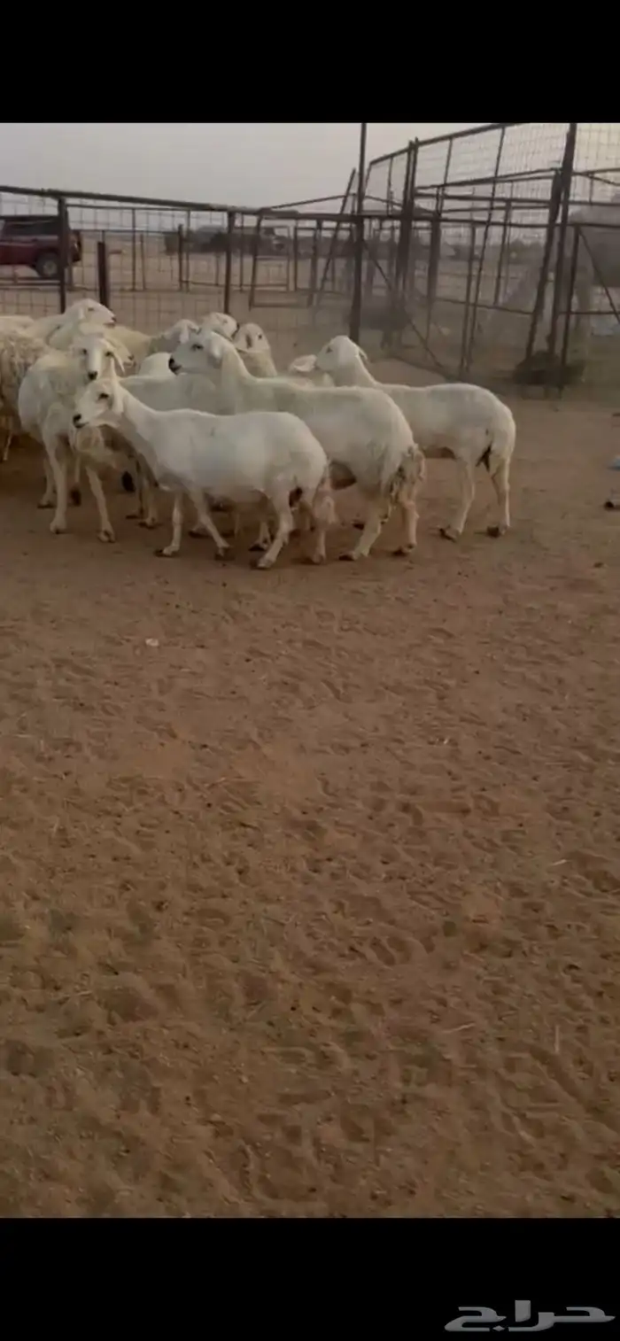 للبيع غنم حريات حرش صنف فواخر 1