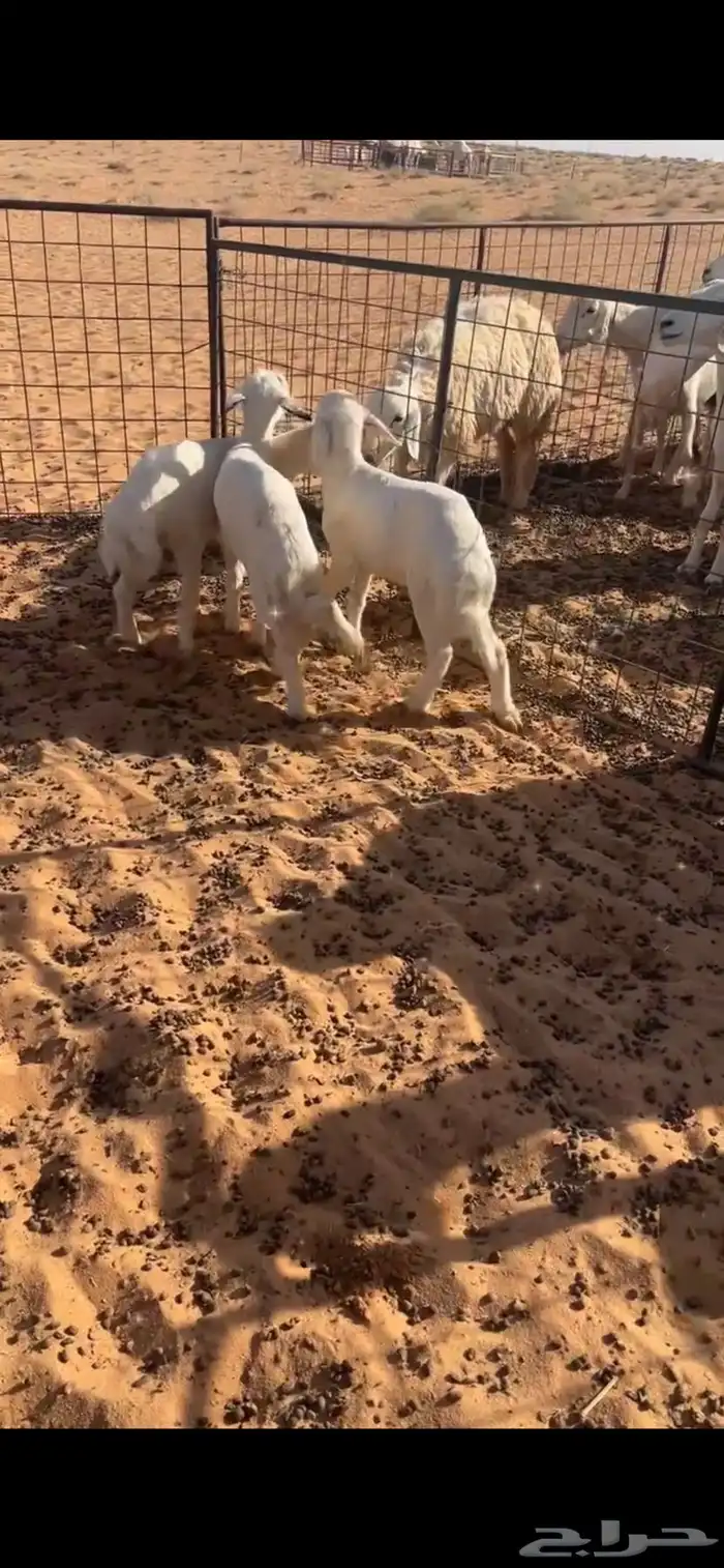 هرافا حري خرفان 1
