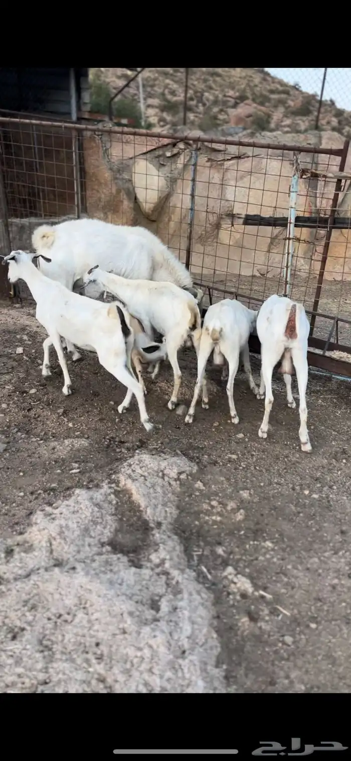 معزى بيشيات 2