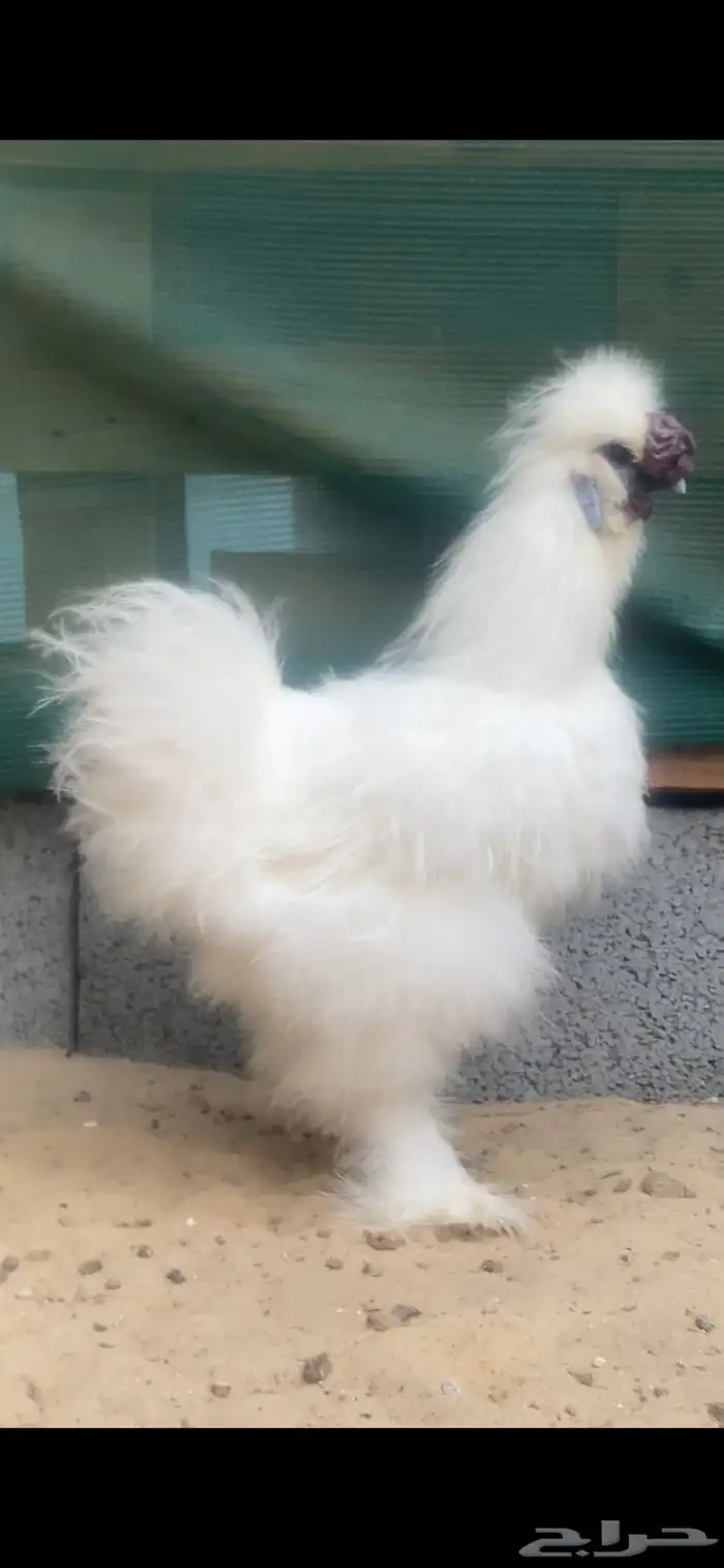 ديك قطني بيور 0